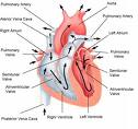Tag: coronary heart disease | Chelation Therapy and Oral Chelation